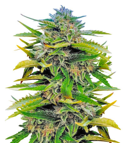 Сорт Trainwreck Fast Version fem (Seedkeepers)