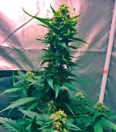 Сорт Cream Caramel Auto fem (Sweet Seeds)