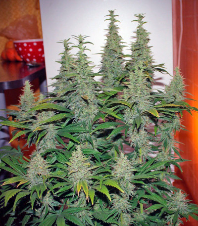 Сорт Ladyburn 1974 fem