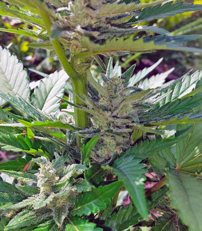 Сорт Sweet Cheese Auto fem (Sweet Seeds)