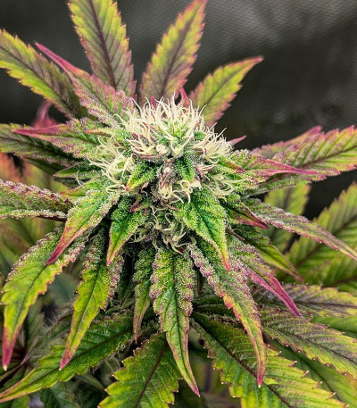 Сорт Black Cherry Gushers fem от Barney's Farm