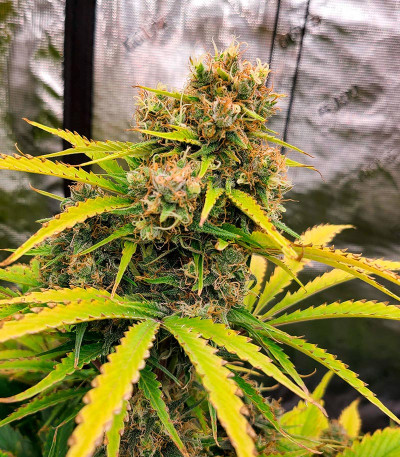 Сорт Grandmommy Purple Auto fem (Herbies Seeds)