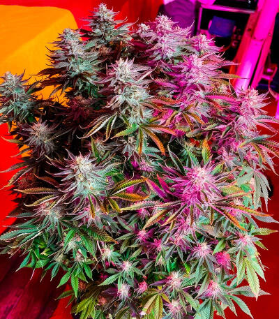 Сорт Trainwreck Fast Version fem (Seedkeepers)