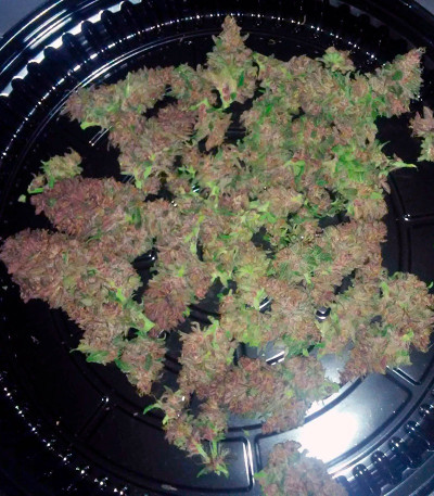 Сорт Bloody Skunk Auto fem (Sweet Seeds)