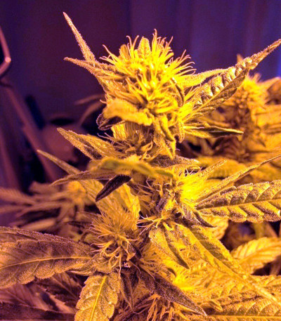 Сорт Diamond Girl fem