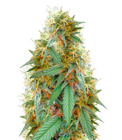 Сорт Medical 49 CBD+ fem (Vision Seeds)
