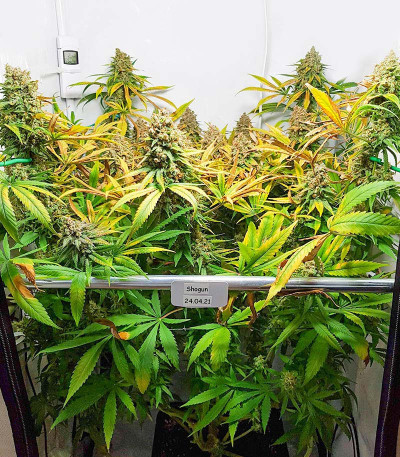 Сорт Shogun fem (Royal Queen Seeds)