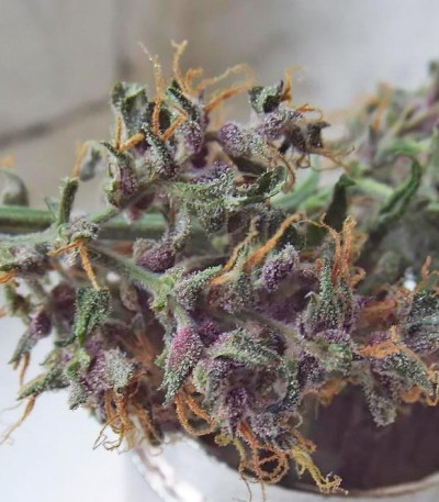 Сорт Crystal METH Auto fem (FastBuds)