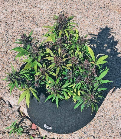 Сорт Red Poison Auto (Sweet Seeds)