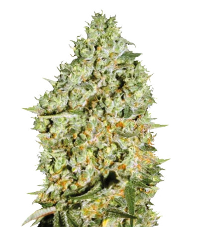 Сорт Critical шишки