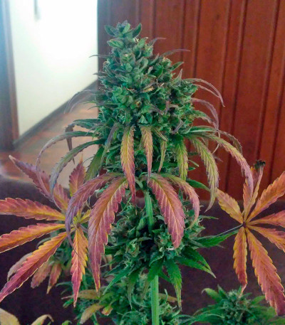 Сорт Big Devil XL Auto fem (Sweet Seeds)