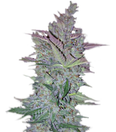 Сорт Vertigo Auto fem (Paradise Seeds)