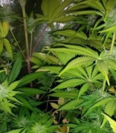 Сорт Speedy Chile (Fast Flowering) fem