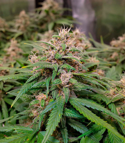 Сорт CBD Apple Betty Auto fem (Herbies Seeds)