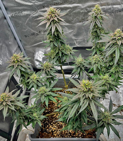 Сорт Lemon Cherry Gelato fem от Barney's Farm