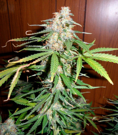 Сорт Super Skunk Auto Fem (Vision Seeds)
