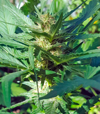 Сорт Colombian Gold fem (World of Seeds)