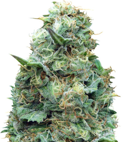 Сорт Grand Heft Auto fem (Dr. Krippling Seeds)