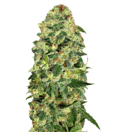 Сорт Auto California Kush fem (00 Seeds)