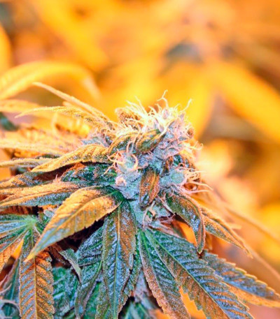 Сорт Damn Sour fem