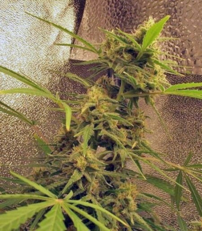 Сорт Special Kush 1 fem (Royal Queen Seeds)