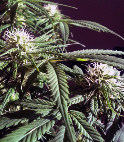 Семена марихуаны Arjan's Haze #3 