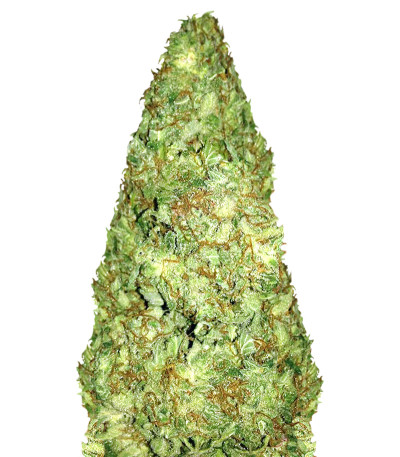 Сорт Old Afghani reg (Sumo Seeds)