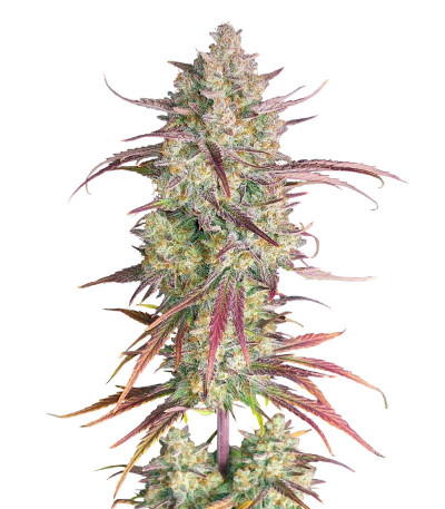 Сорт Frostbanger Auto fem (FastBuds)