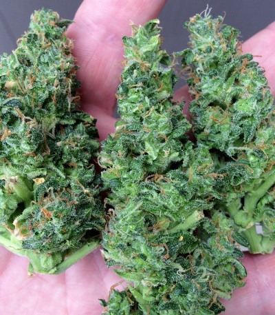 Сорт Turbo Bud Auto fem