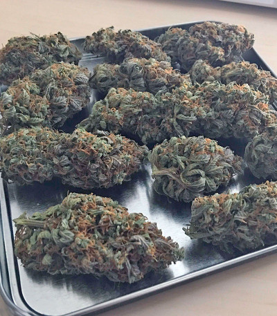 Сорт Jack 47 Auto fem (Sweet Seeds)