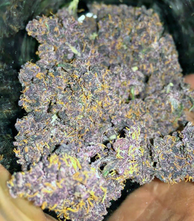 Сорт Dark Devil Auto fem (Sweet Seeds)