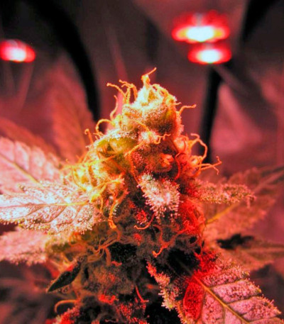 Сорт Jack 47 fem (Sweet Seeds)