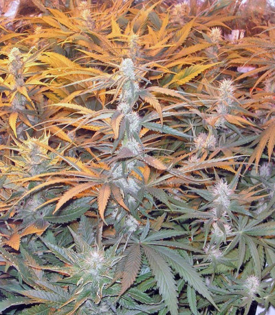 Сорт Snow Fruit fem (Sweet Seeds)