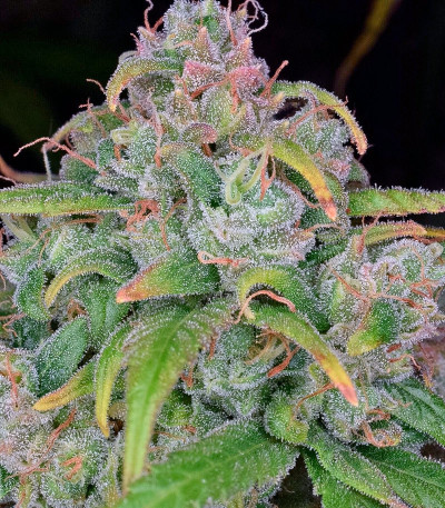 Сорт StarRyder Auto fem (Dutch Passion)
