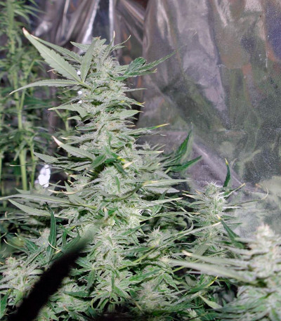 Сорт Auto Super Hash fem (Pyramid Seeds)