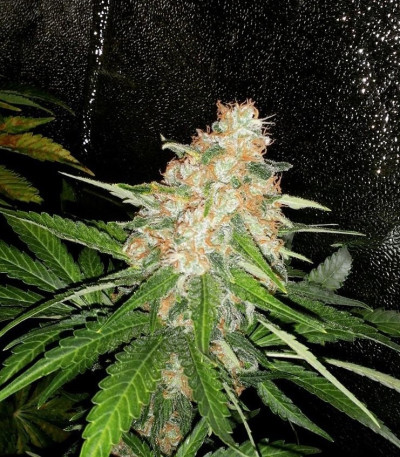 Сорт Pineapple Kush fem (Royal Queen Seeds)