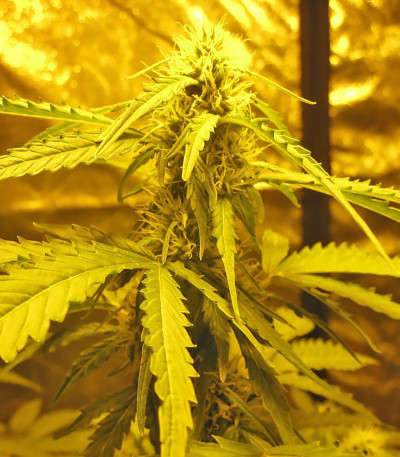 Сорт Devotchka Auto fem (Doctor’s Choice)