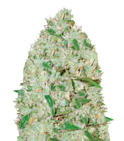Сорт Auto Red Russian XXL fem (Victory Seeds)