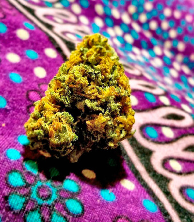 Сорт Blueberry Headband fem (Humboldt Seed Organization)