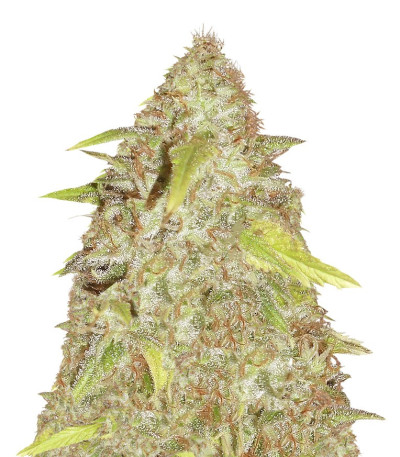 Сорт Kripple Shock fem (Dr. Krippling Seeds)