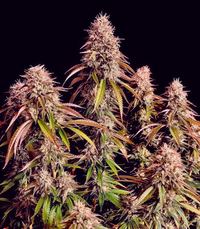 Сорт Gorilla Melon fem (FastBuds)