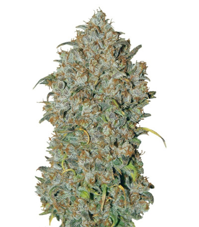 Сорт Mexican Airlines Auto fem