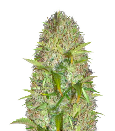 Сорт Super Skunk fem (Vision Seeds)