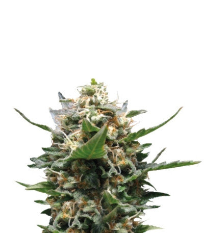 Сорт Royal Medic CBD fem (Royal Queen Seeds)