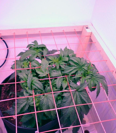 Сорт Big Devil F1 Fast Version fem (Sweet Seeds)