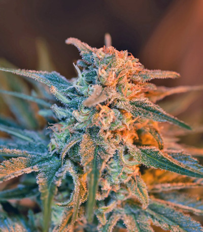 Сорт Jack 47 F1 Fast Version fem (Sweet Seeds)