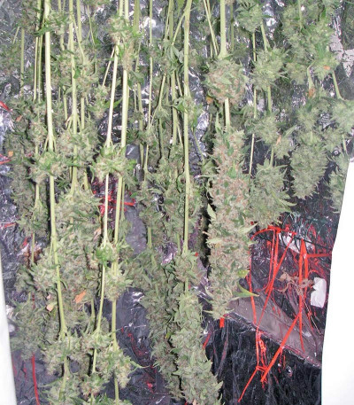 Сорт Snow Fruit fem (Sweet Seeds)