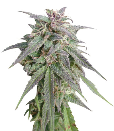 Сорт Blue Mystic fem (Nirvana Seeds)