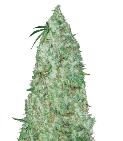 Сорт Night Night fem (KFC Seeds)