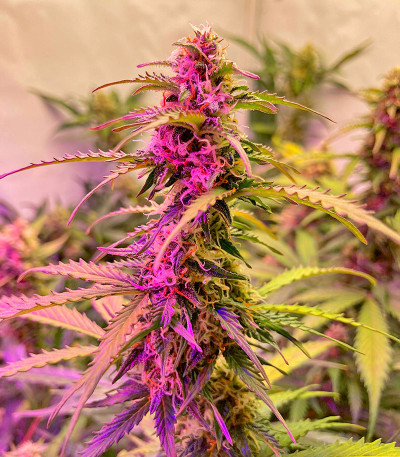 Сорт Northern Lights Auto fem (Herbies Seeds)